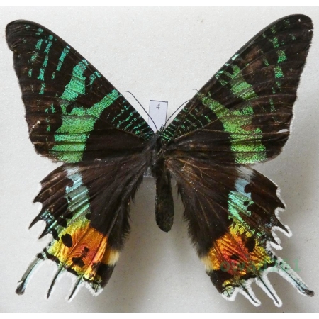 Chrysiridia rhipheus (Drury, 1773) Madagascar 87mm4